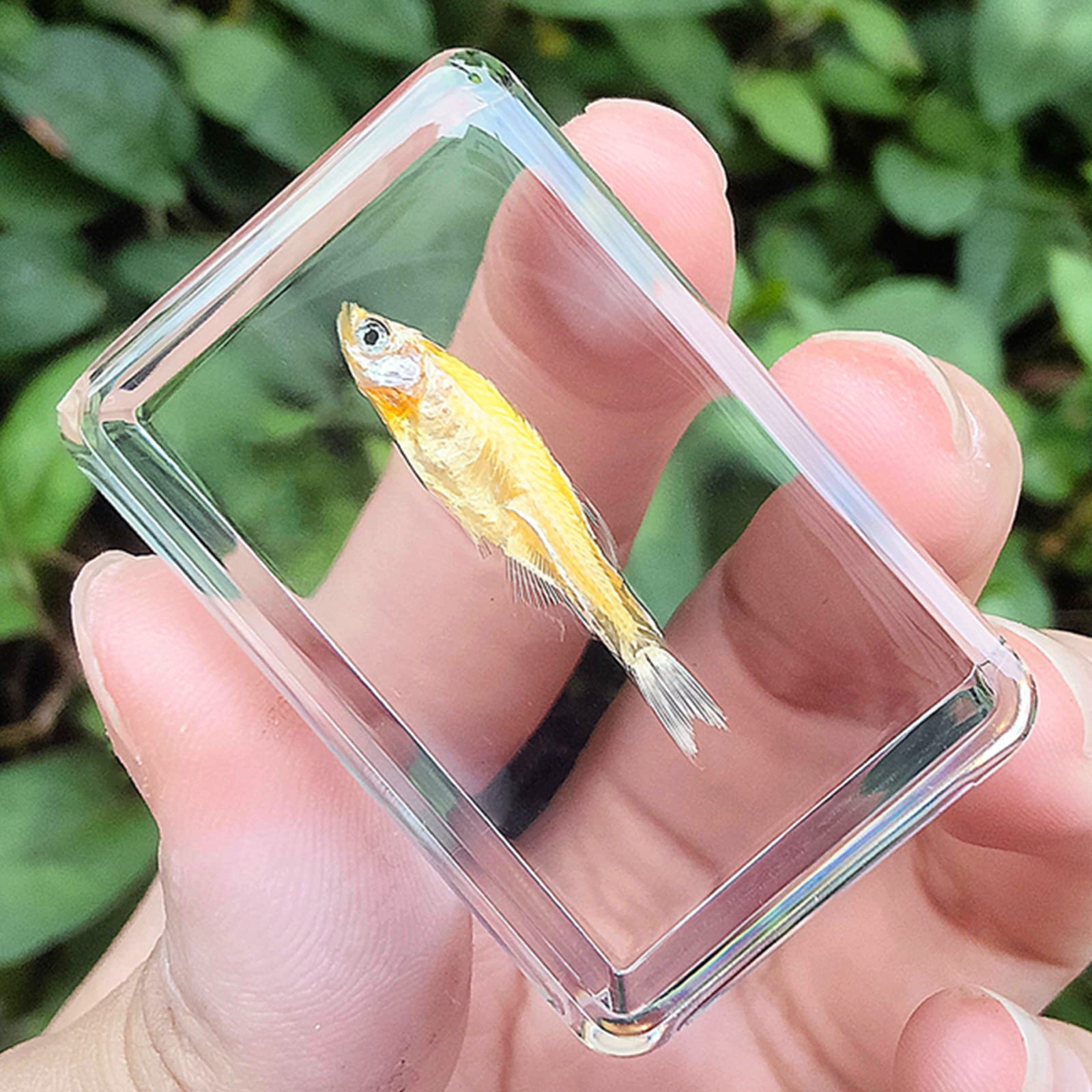 Amazon｜熱帯海産魚標本、透明樹脂観賞魚モデル、教材、創造的な樹脂